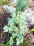 Flowering Broccoli Plant