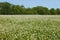 Flowering buckwheat field