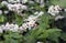 Flowering buckwheat field