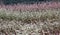 Flowering buckwheat field