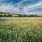 The flowering buckwheat field, beautiful landscape and village