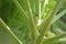 Flowering Bud of a Papaya Tree