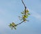 Flowering and budding branch of an apple tree