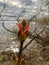 The flowering buds of the maple in spring. The first spring gentle leaves, beds and branches in the background of lake