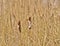 Flowering bulrush reed close-up, selective focus