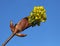 Flowering burgeon against blue sky