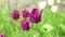 Flowering burgundy tulips