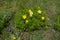 Flowering bush of Adonis vernalis in dry meadow