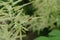 A flowering bush of Aruncus dioicus (goat\\\'s beard) in tender cream color with red longhorn beetle crawling on it