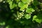 Flowering bush of black currant with green leaves in the garden. Green flowers in the garden. Unripe berries of a currant close-up