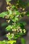 Flowering bush of black currant with green leaves in the garden. Green flowers in the garden. Unripe berries of a currant close-up