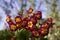 Flowering bush burgundy yellow primrose in the garden in the sprFlowering bush burgundy yellow primrose in the garden in the sprin