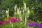 Flowering bush Cimicifuga racemosa on a background of grasses and shrubs