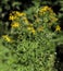 Flowering bush of common Saint John`s Wort