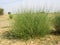 Flowering bush of desert plant-13