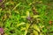 Flowering bush of fragrant basil Ocimum basilicum L in the garden. Green background. Healthy food concept