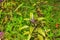 Flowering bush of fragrant basil Ocimum basilicum L in the garden. Green background. Healthy food concept