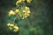 Flowering bush gooseberry. Branch blossom on blurred dark g