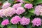 Flowering bush Hydrangea macrophylla bright pink background wallpaper