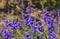 Flowering bush lavender scented lit by the sun in the summer in the garden, where the beautiful butterfly sits.