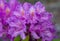 Flowering bush of lilac rhododendron