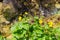 Flowering bush of marsh marigold near a mountain stream