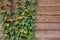 Flowering bush of orange summer flowers on a background of wooden brown boards. black-eyed Susan Thunbergia alata in a close-up