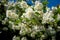 Flowering bush philadelphus. White flowers.