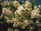 Flowering bush philadelphus. White flowers.