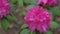 Flowering bush of pink rhododendron. A close-up on blooming pelargonium