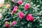 Flowering bush of pink roses in the park