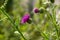 A flowering bush of pink sows Cirsium arvense in a natural environment, among wild flowers. Creeping Thistle Cirsium arvense