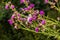 A flowering bush of pink sows Cirsium arvense in a natural environment, among wild flowers. Creeping Thistle Cirsium arvense