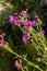 A flowering bush of pink sows Cirsium arvense in a natural environment, among wild flowers. Creeping Thistle Cirsium arvense