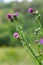 A flowering bush of pink sows Cirsium arvense in a natural environment, among wild flowers. Creeping Thistle Cirsium arvense