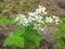 Flowering bush of the raspberry with green sheet