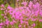 Flowering Bush Rhododendron Daursky lat. Rhododendron dauricum or bagulnik. In the woods in spring. Warm shade.