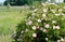 Flowering a bush Rosa canina