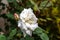 Flowering bush of a rose blooming in white flowers. buds of roses were blooming on a bush in a garden