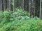 Flowering bush Sambucus nigra