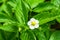 Flowering bush strawberries. Beautiful white flowers strawberries, sun-lit, close-up