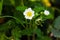 Flowering bush strawberries. berry garden