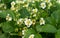 Flowering bush strawberry with white flowers