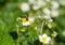 Flowering bush strawberry with white flowers