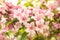 Flowering bush of weigela rosea in the garden close-up. Lots of pink flowers on a bush in the garden. Selective focus.