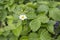 Flowering bush of wild strawberries with leaves. Wild strawberry blooms in spring. Strawberry leaves for brewing in tea