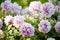 Flowering bushes of flowers of tree peonies