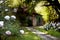 Flowering bushes of flowers of tree peonies in the garden