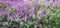flowering bushes lavender