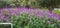 flowering bushes lavender tree